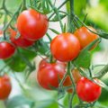 Ar verta auginti vyšninius pomidorus