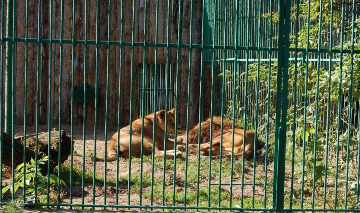 Liūtai Kauno zoologijos sode