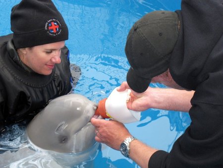 Baltasis delfinas jau buvo išmokęs valgyti iš buteliuko