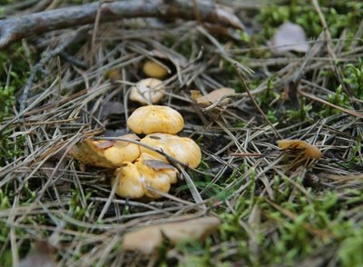 Netrukus rasis grybų, tačiau didysis grybavimo sezonas prasidės rugpjūtį
