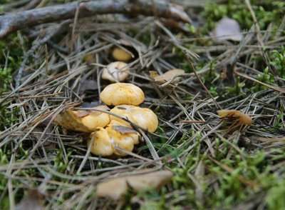 Netrukus rasis grybų, tačiau didysis grybavimo sezonas prasidės rugpjūtį 