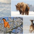 Žiemiška gamta: miško žvėrys džiaugiasi sniegu