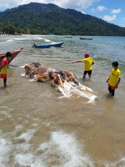 Objektas Malaizijos paplūdimyje, manoma, yra stipriai apirusi banginio gaišena. APM Sarawak nuotr.