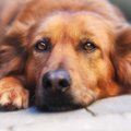 Kaip atsikratyti baisios šunis kankinančios ligos?