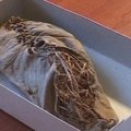 Armėnijoje rastas seniausias pasaulyje odinis batas