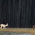 Panevėžio rajone – unikalūs kadrai: miškus papuošė baltos stirnos