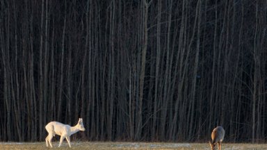 Panevėžio rajone – unikalūs kadrai: miškus papuošė baltos stirnos