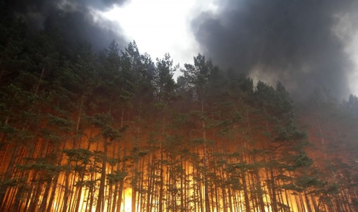Лесные пожары в РФ не удается взять под контроль