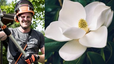Sodo karalienės magnolijos: jei norite sulaukti gausaus žydėjimo kitą pavasarį – pasirūpinti šiais medžiais privalu rugpjūtį