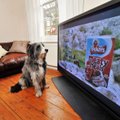 Veterinarai tarė savo žodį – kokį poveikį šunims turi televizorius?