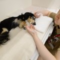 Japonijoje duris atveria šunų „senelių“ namai