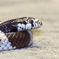Karališkosios Meksikos gyvatės – žmogui draugiškos kanibalės