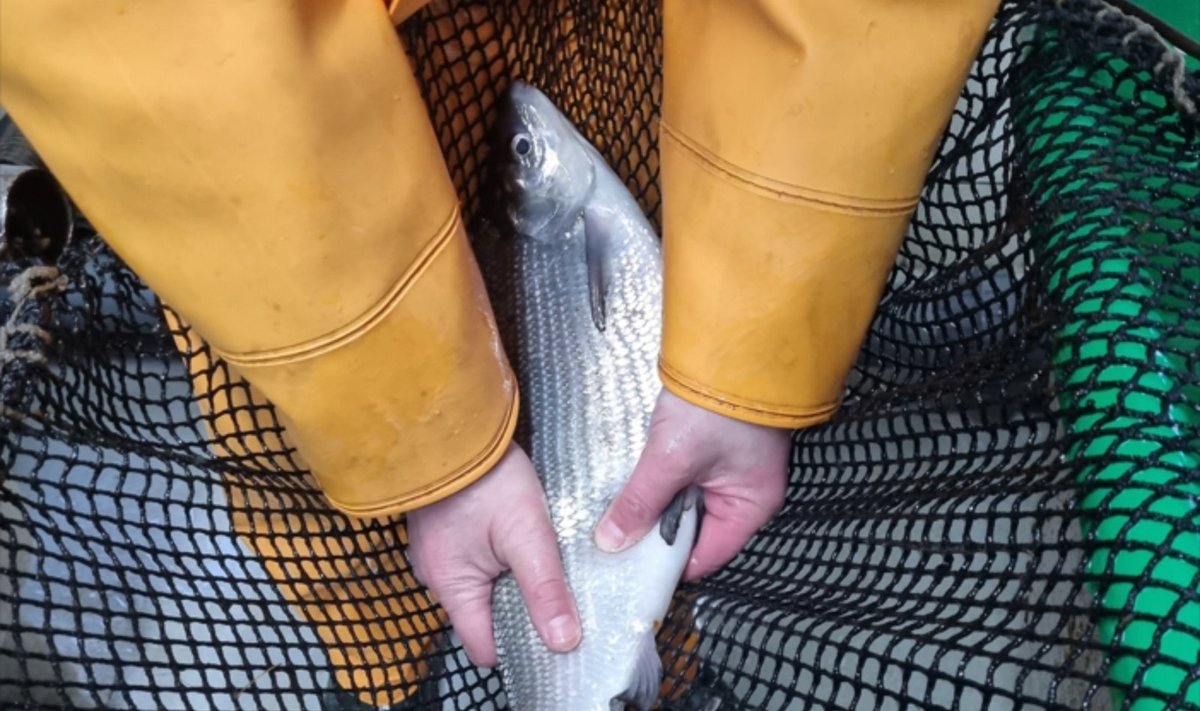 Baigė Vištyčio ežero sykų dirbtinio veisimo darbus Žuvininkystės tarnybos nuotr.