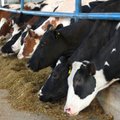 Išskirtinė ES parama pieno gamintojams – jau šį mėnesį