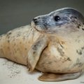 Jūrų muziejus planuoja įrengti centrą sužeistiems jūros gyvūnams