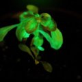 Mokslininkai sukūrė tamsoje šviečiantį augalą