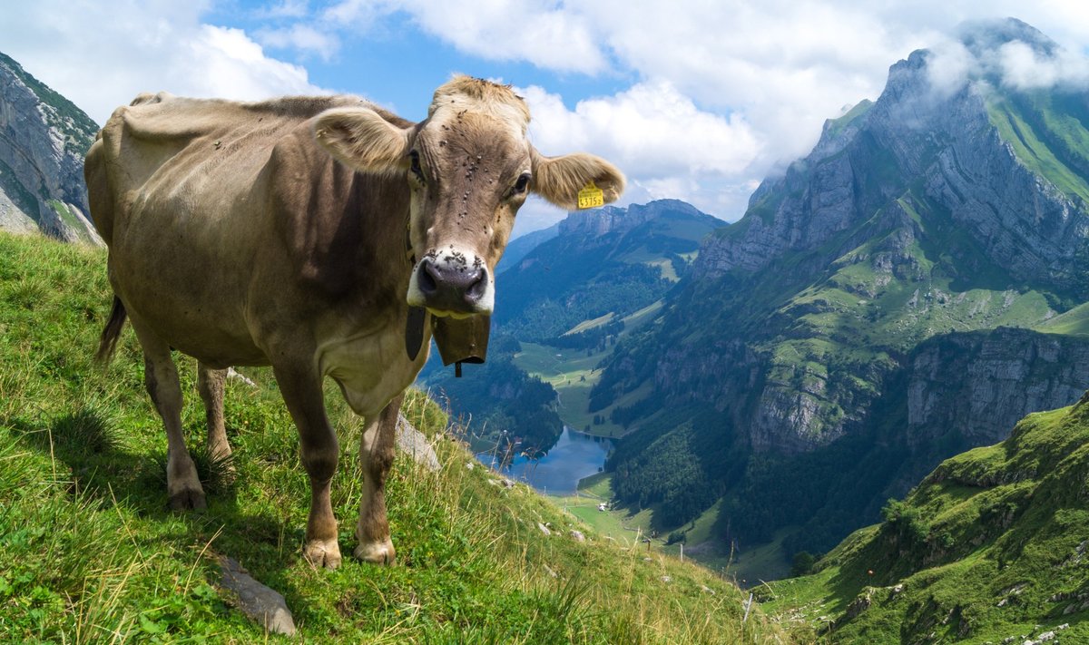 Karvė Alpėse