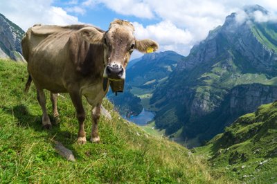 Karvė Alpėse