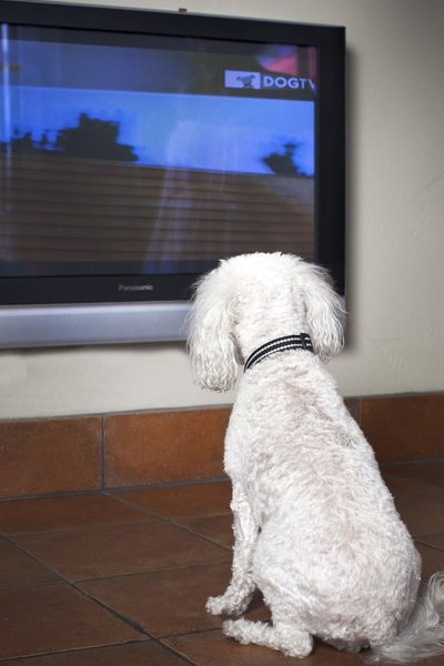 Šuo žiūri televizorių