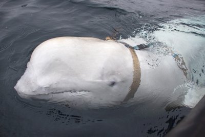 Baltasis delfinas prie Norvegijos krantų