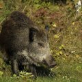 Įtariama, jog dar dviejuose Baltarusijos regionuose šernai serga kiaulių maru