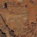 Australijoje rastas galbūt didžiausio dinozauro pėdsakas