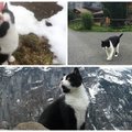 Interneto sensacija: katė išgelbėjo turistą nuo žūties