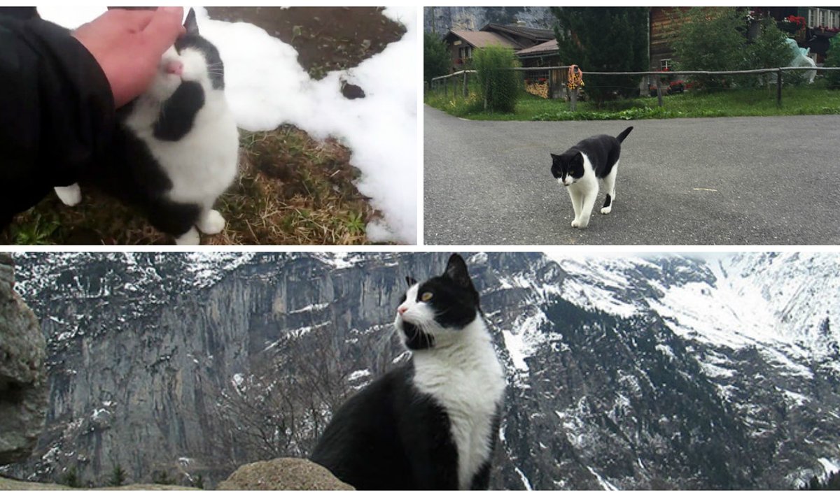 Katė kalnuose išgelbėja turistą