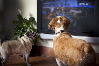 Šunys  žiūri televizorių