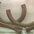 Gamtininko D.Liekio videoblogas: išnykusių Lietuvoje mamutų pėdsakais (I)