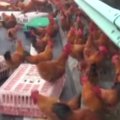 Kinijoje apsivertus sunkvežimiui išsilakstė 3000 viščiukų