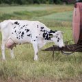 Teismas patvirtino „Žemaitijos pieno“ ir Investuotojų asociacijos taikos sutartį