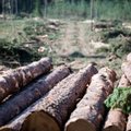 Vyriausybė pritarė miškų kirtimų ribojimui saugomose teritorijose