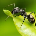 Brazilijoje aptiktos „skruzdės zombiai“