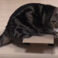 Katinas ir per mažos dėžutės – ką jis darys?