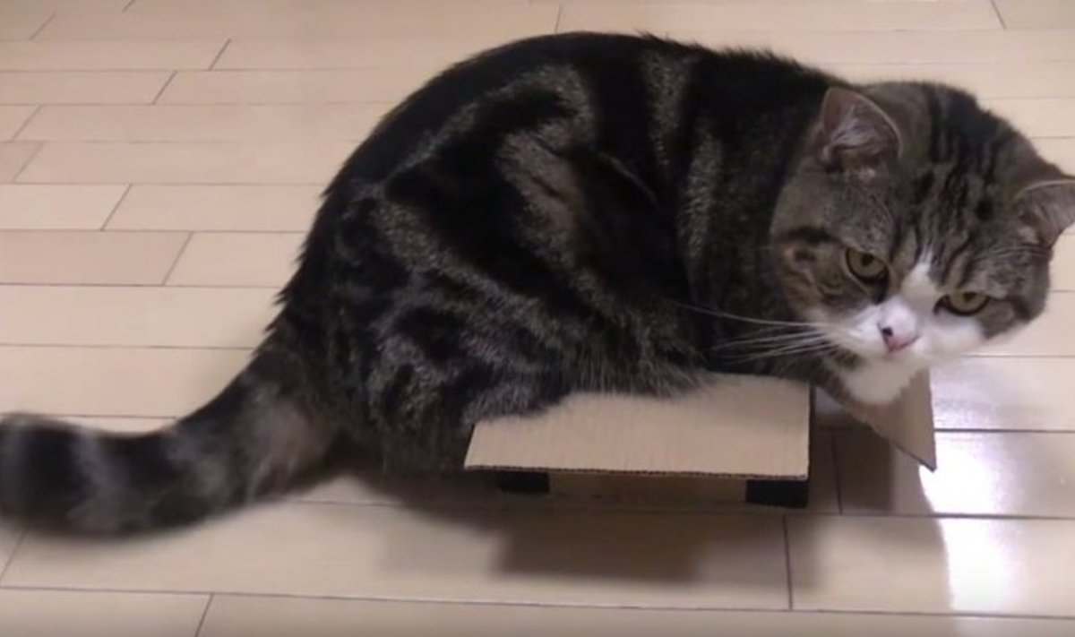 Katinas dėžėje