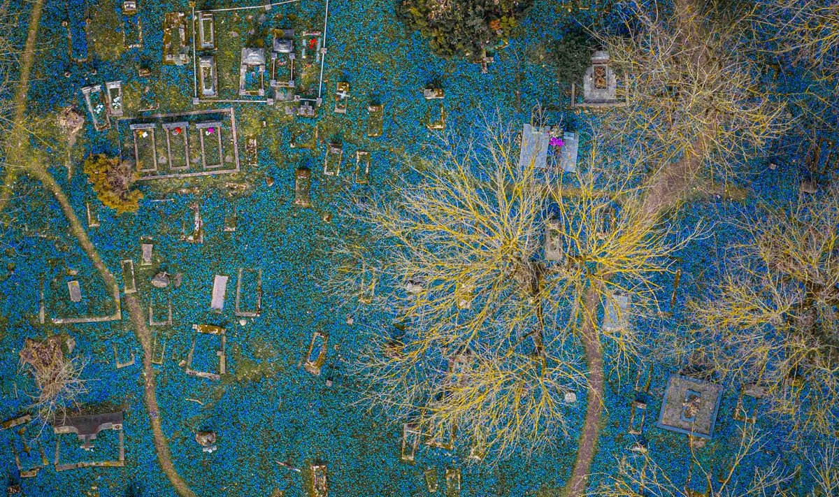 Mėlynuojančios Bernardinų kapinės iš paukščio skrydžio