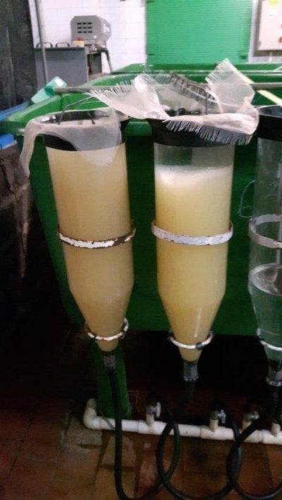 Vėgėlės inkubatoriuje