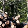 Dėl teisinių spragų valstybė priversta stabdyti miškų pardavimą