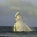 Kolumbijos pakrantėje smalsuoliai renkasi stebėti kuprotųjų banginių