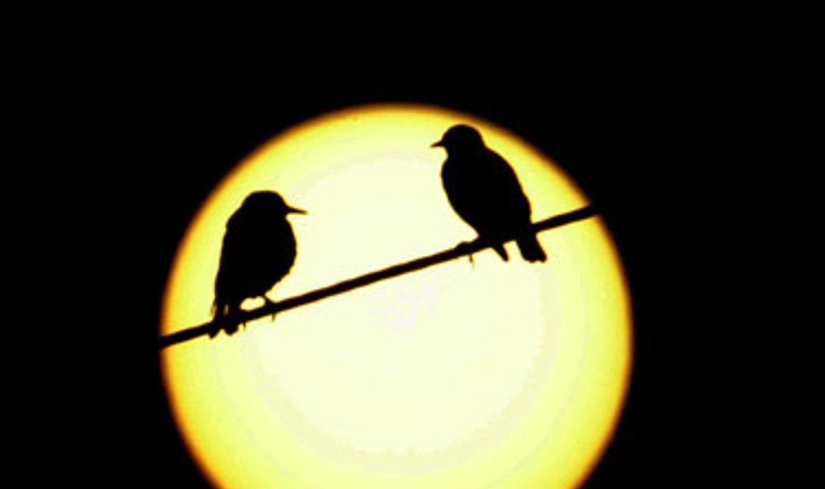 Paukščiai tupi ant elektros laidų ir stebi saulėlydį. 