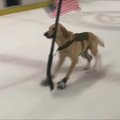 Iš prieglaudos paimtas šuo išmoko žaisti ledo ritulį