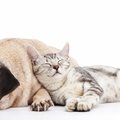 Mielumo perkrova: rink jaukiausią kartu miegančių šunų ir kačių video!