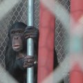 Hepatitu B serganti šimpanzė Regina po karantino išleista į lauką