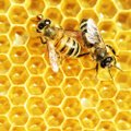 Perspektyva: medų žmonėms neš bitės-paršeliai ir bitės-robotai