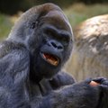 Atlantos zoologijos sode – liūdnos žinios: nugaišo seniausias pasaulyje gorilos patinas Ozzie