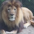 Šiurpi liūtų šeimos drama: patelė pribaigė savo jauniklių tėvą