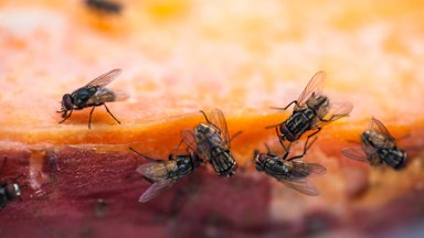 Исследование: мухи представляют смертельную угрозу