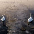 Aplinkosaugininkai primena, kur kreiptis pastebėjus prie ledo prišalusį paukštį