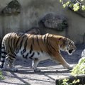 Sujudimas zoologijos sode: gyvūnai džiaugiasi vasariška šiluma